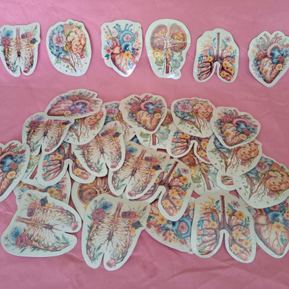 Holographic Anatomy Stickers